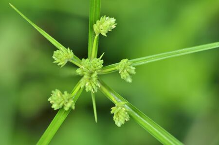 wild flower in the shape of a green star with a green backgroundの写真素材