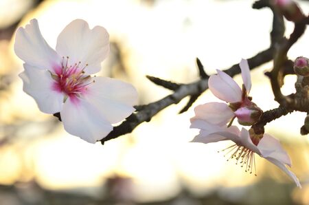 reproductive organs of the almond tree at sunsetの写真素材