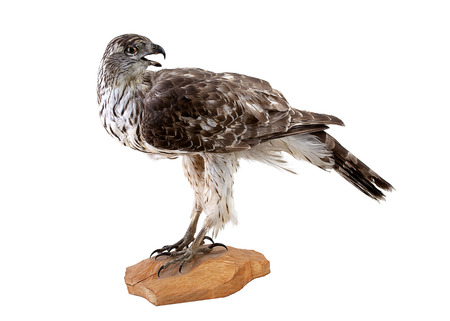 Portrait of a falcon or bird isolated on whiteの写真素材