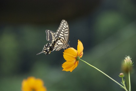 Butterfly imageの写真素材