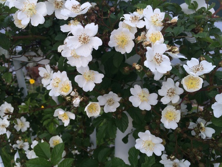 Flowerの写真素材