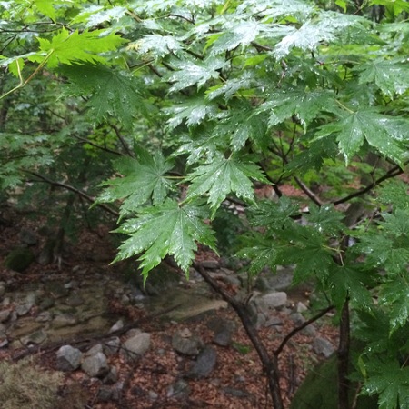 Mapleの写真素材