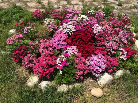 Flowerの写真素材