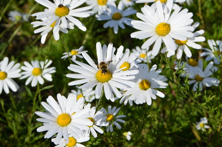 flowersの写真素材