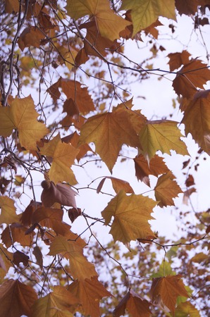 autumn landscapeの写真素材