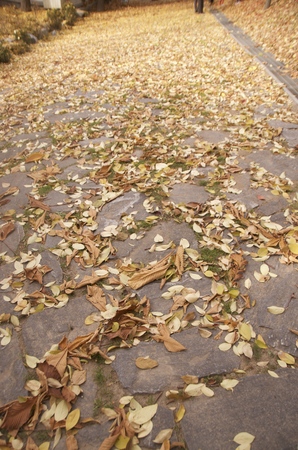 autumn landscapeの写真素材
