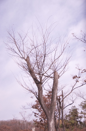 tree