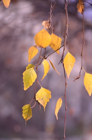 leavesの写真素材