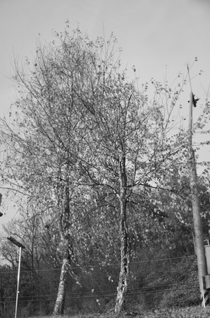 treesの写真素材