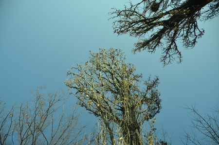 winter landscapeの写真素材