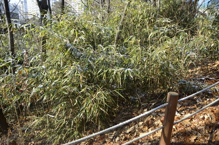 treesの写真素材