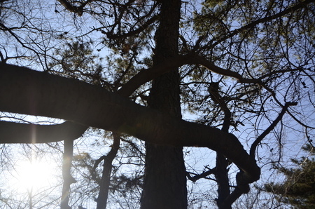 treesの写真素材