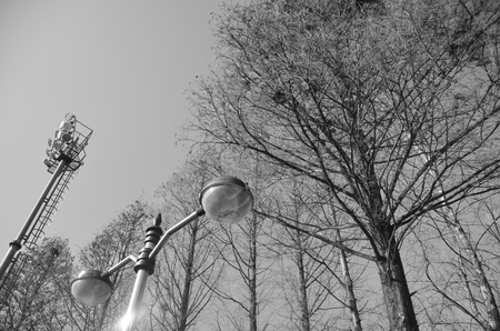 treesの写真素材
