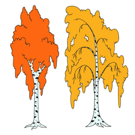 Birches in the autumn. A tree with orange leaves. Vector isolated on white background.のイラスト素材