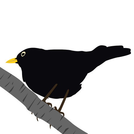 Blackbird on a branchのイラスト素材