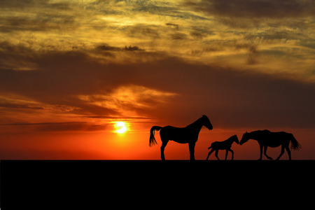 Silhouettes of horse family at sunsetの写真素材