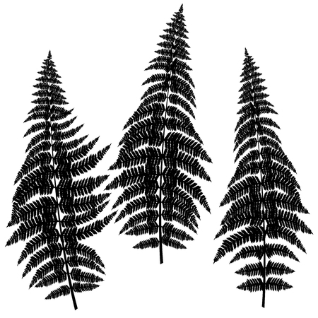 Fern silhouettes on white backgroundのイラスト素材