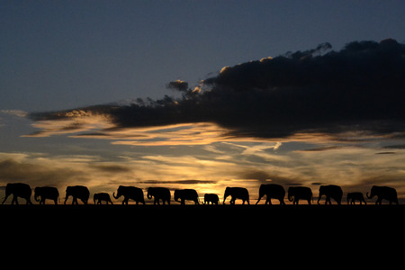 Herd of elephants at sunsetの写真素材