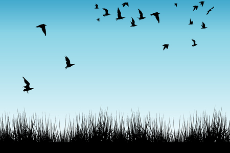 Field of grass and silhouettes of flying birdsのイラスト素材