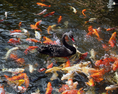 Koi fishes and a black swan swimmingの写真素材
