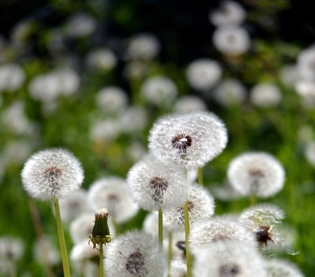 Old and new dandelions field on nightの写真素材