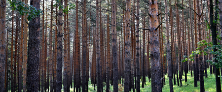Fir trunks forest