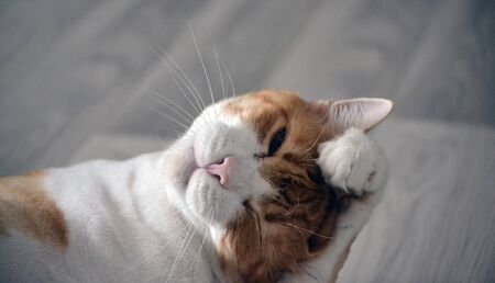 Cute ginger cat washes his headの写真素材