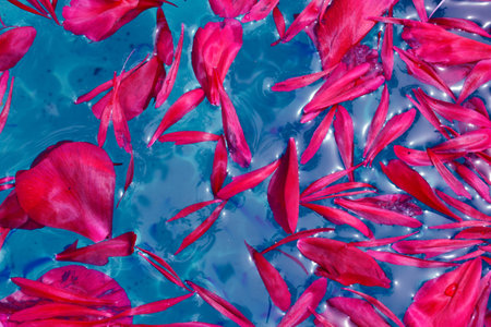 Peony petals floating on blue waterの写真素材