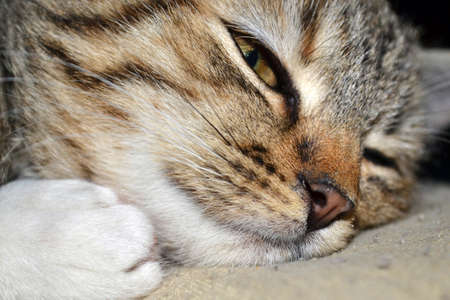 Cat brown nose close upの写真素材