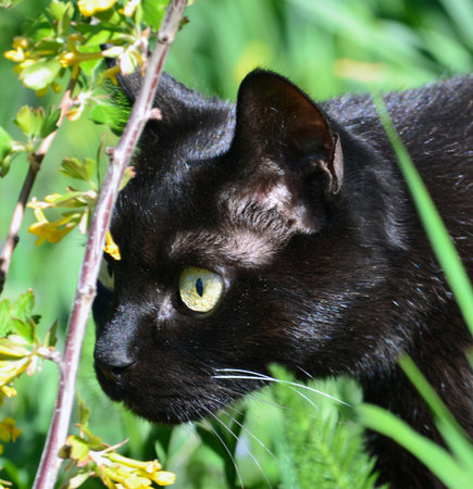 Black domestic cat hunting in the grassの写真素材