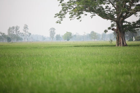 green rice fieldの写真素材