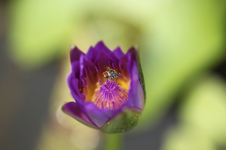 bee in lotusの写真素材