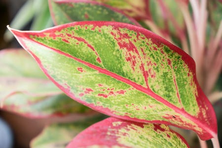 green and red leavesの写真素材