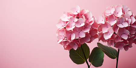 Pink hydrangea flowers on a pink background. 3D renderingの素材