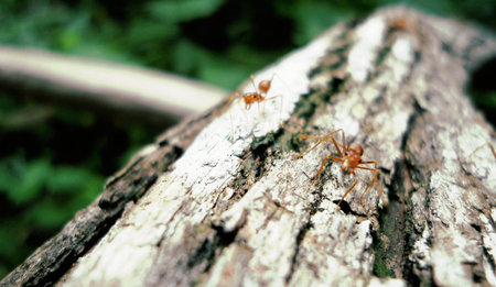 red ants
