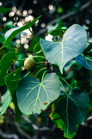 green leaf