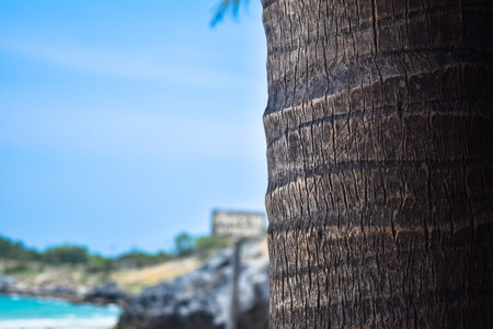 beach with coconut palmの写真素材