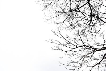 Dead Tree without Leaves on white backgroundの写真素材