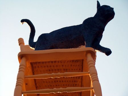 black catの写真素材