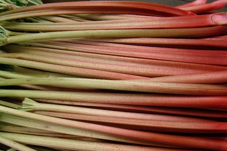   fresh organic rhubarb                             の写真素材