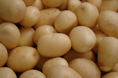          fresh organic potatoes                      の写真素材