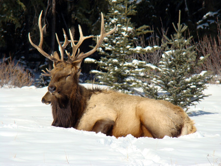 Large Elksの写真素材