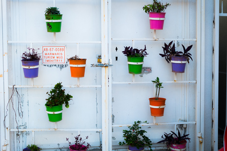 Flower on the wallの写真素材