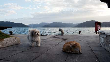 cat and dog at the seasideの写真素材
