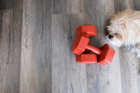 A pair of dumbell with a sleeping dogの写真素材