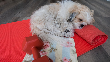 A dog sleeping on yoga matの写真素材