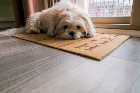 Dog waiting at homeの写真素材