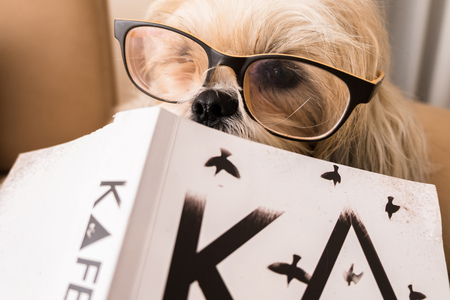 Dog reading bookの写真素材