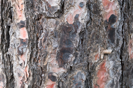 Wooden texture of a pine tree