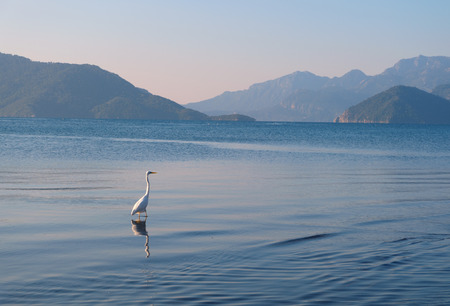 Stork walking of the sea of Marmarisの写真素材